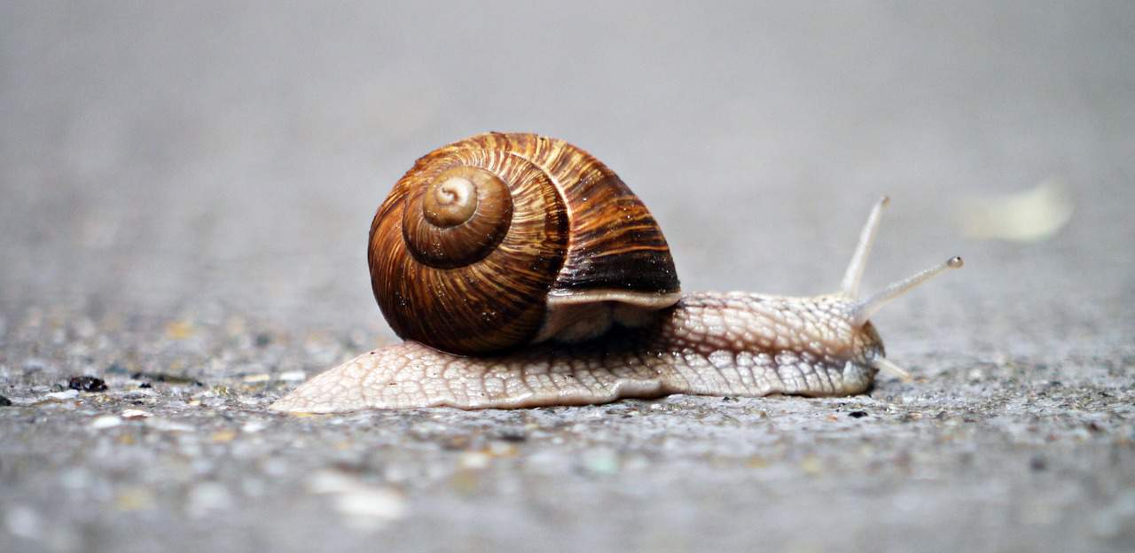 Snail slow
